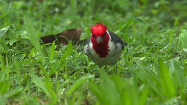 紅冠唐納雀 - ML485655