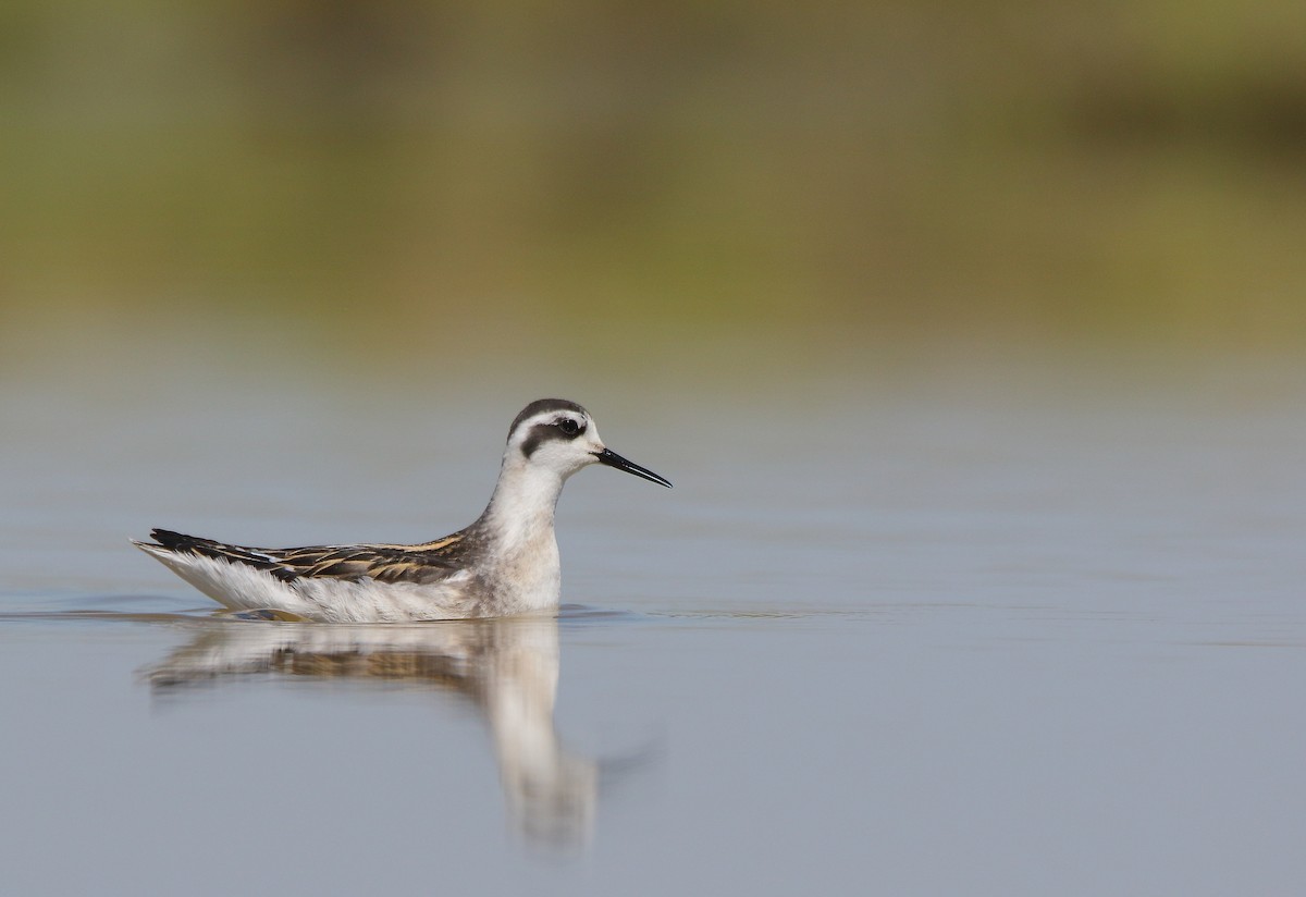 Red-necked Phalarope - Thanasis Tsafonis