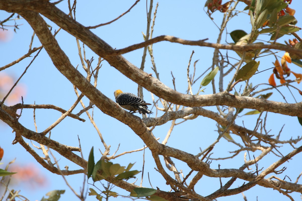 Red-crowned x Hoffmann's Woodpecker (hybrid) - Diane Eubanks