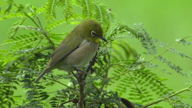 Warbling White-eye - ML485657