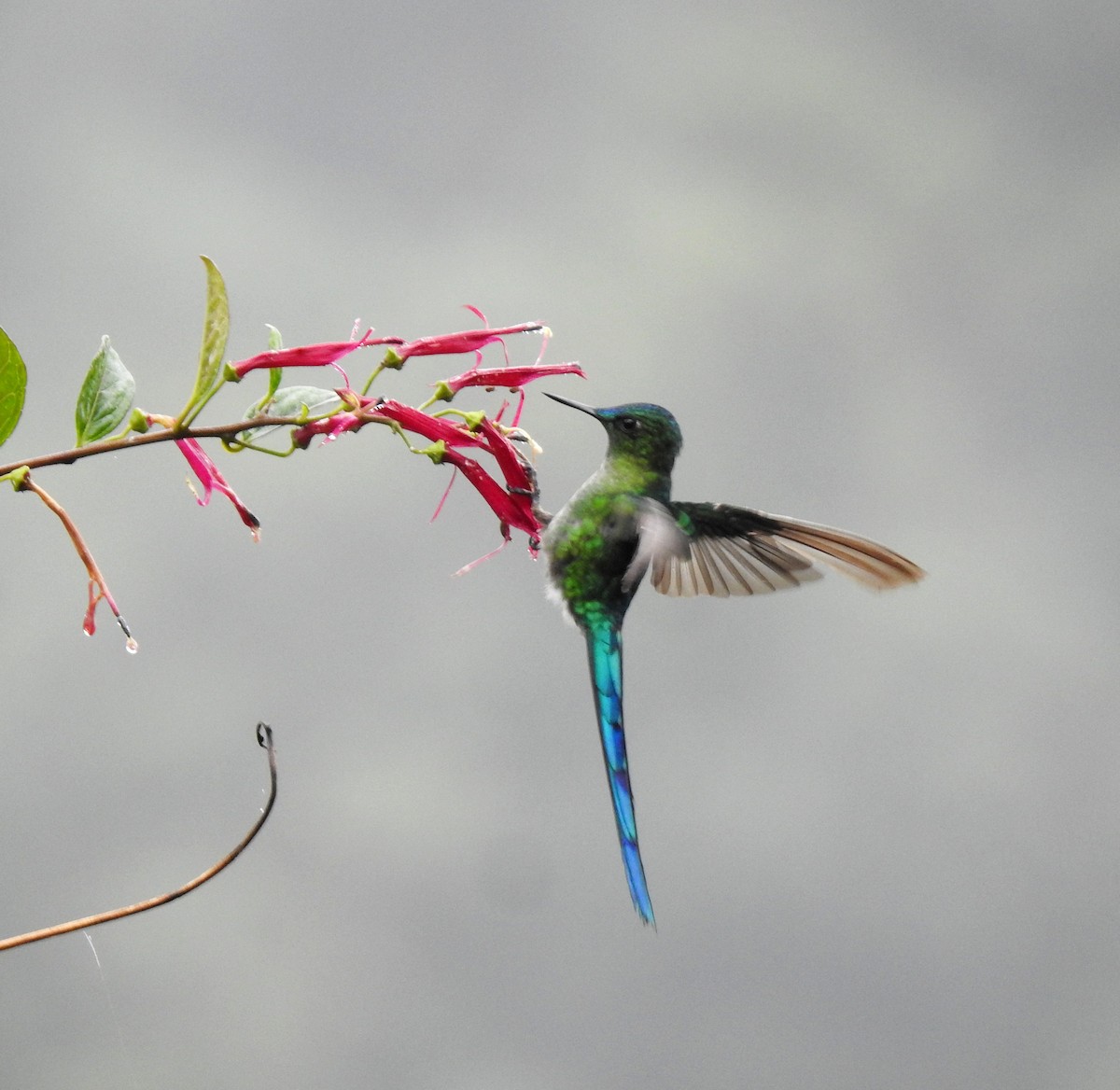 Long-tailed Sylph - fabian castillo