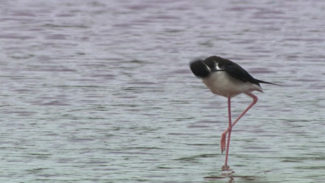 Black-necked Stilt (Hawaiian) - ML485658