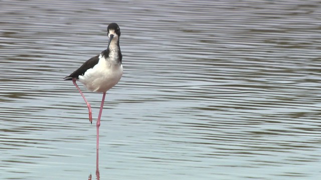 Black-necked Stilt (Hawaiian) - ML485659