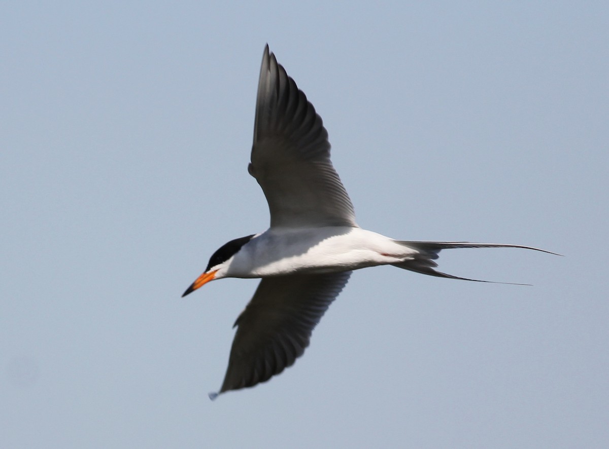 Forster's Tern - Hendrik Swanepoel