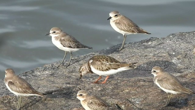 Ruddy Turnstone - ML485659231