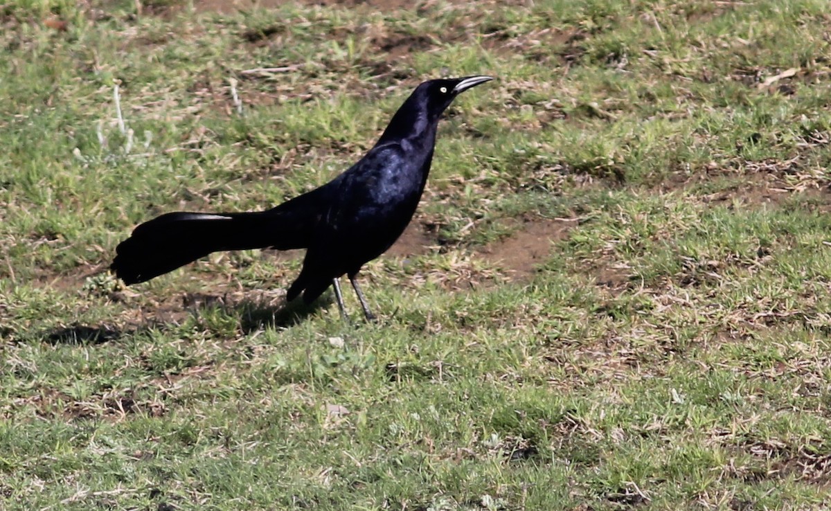 Great-tailed Grackle - ML48565931