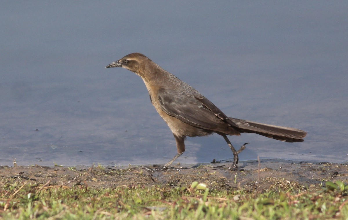 Great-tailed Grackle - ML48565981