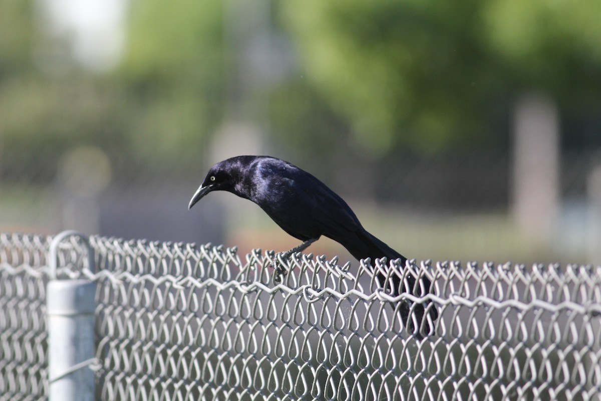 Great-tailed Grackle - ML48565991