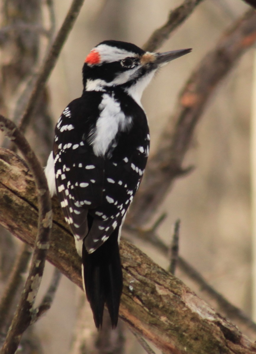 Hairy Woodpecker - Irene Crosland