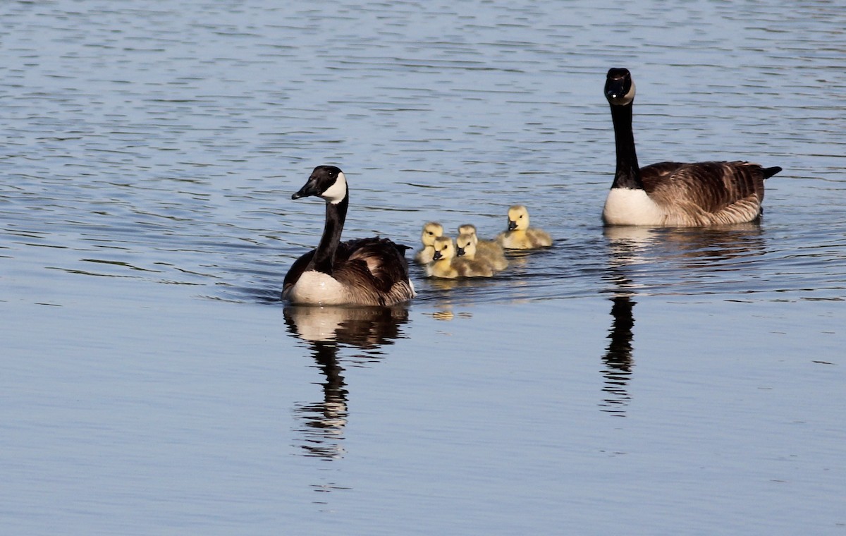 Canada Goose - ML48566031