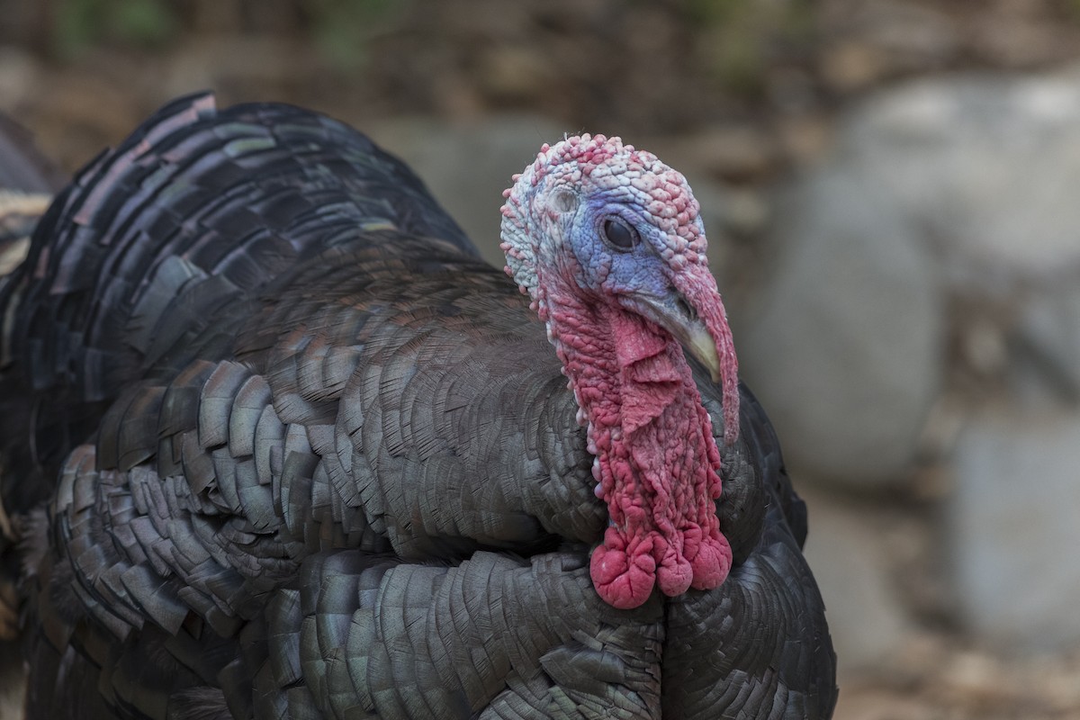 Wild Turkey (Domestic type) - Anthony Gliozzo