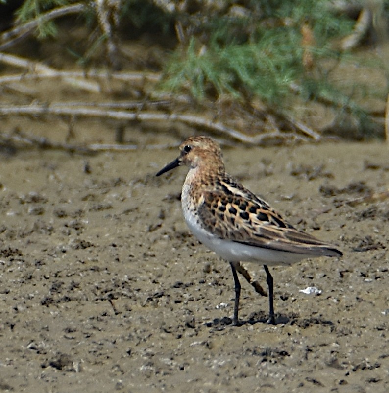 Little Stint - ML485660861