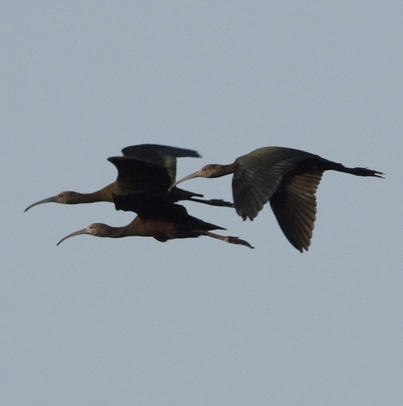 ibis hnědý - ML485661161