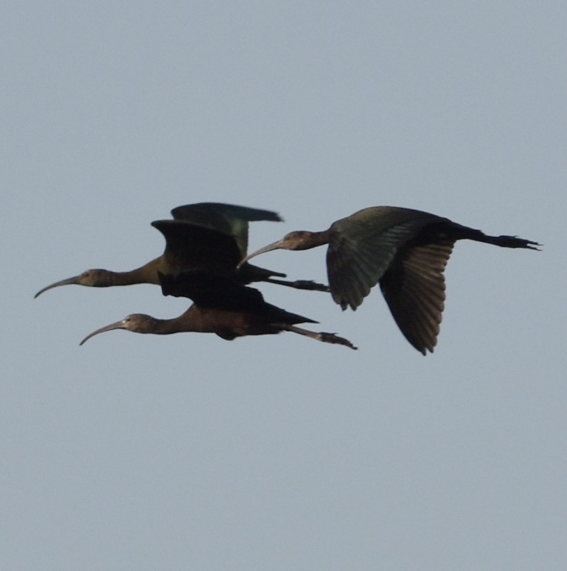 Glossy Ibis - ML485661161