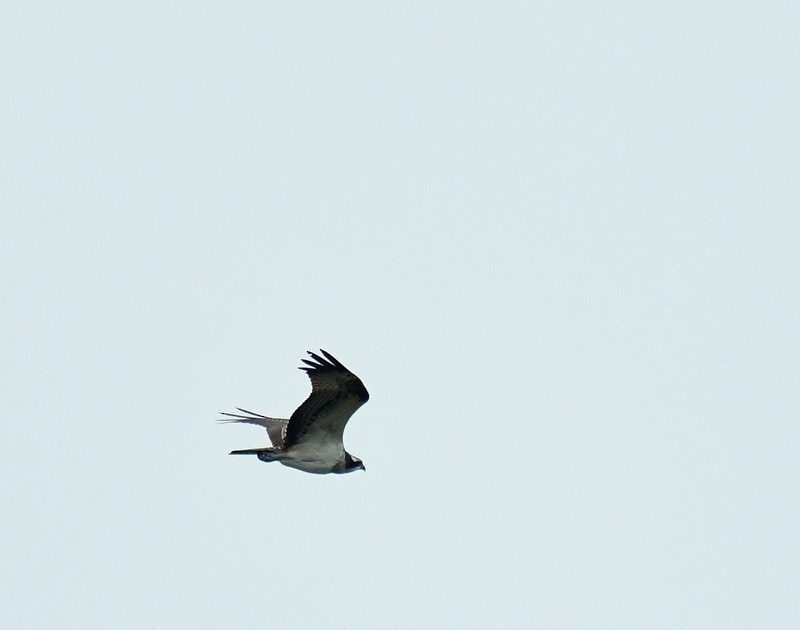 Osprey - ML485661251