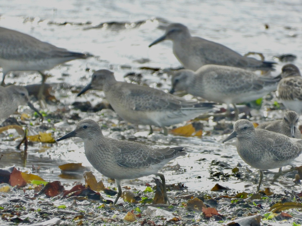 Red Knot - ML485663601