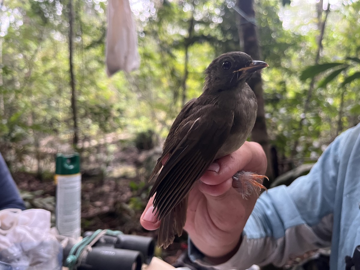 Yellow-whiskered Greenbul - ML485664301