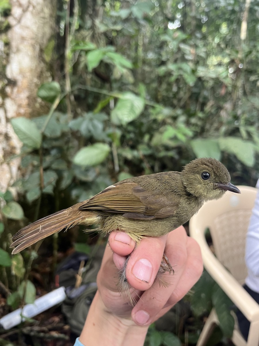 Bulbul verdâtre - ML485664621