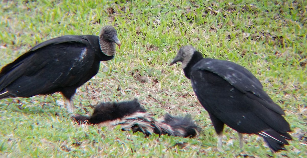 Black Vulture - ML48566611