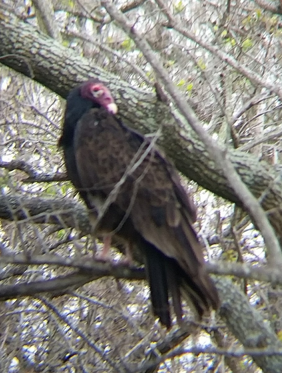 Turkey Vulture - ML48566621