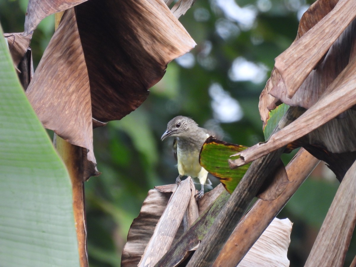 Swamp Greenbul - ML485667811