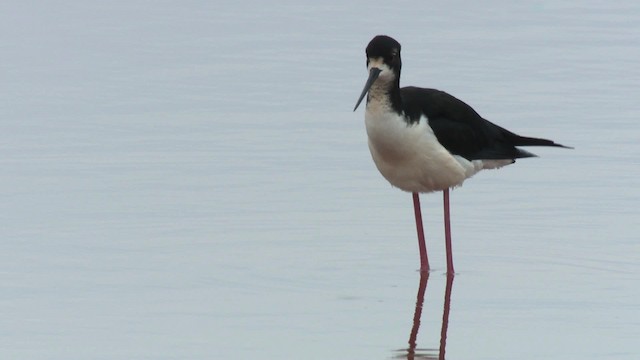 Black-necked Stilt (Hawaiian) - ML485669