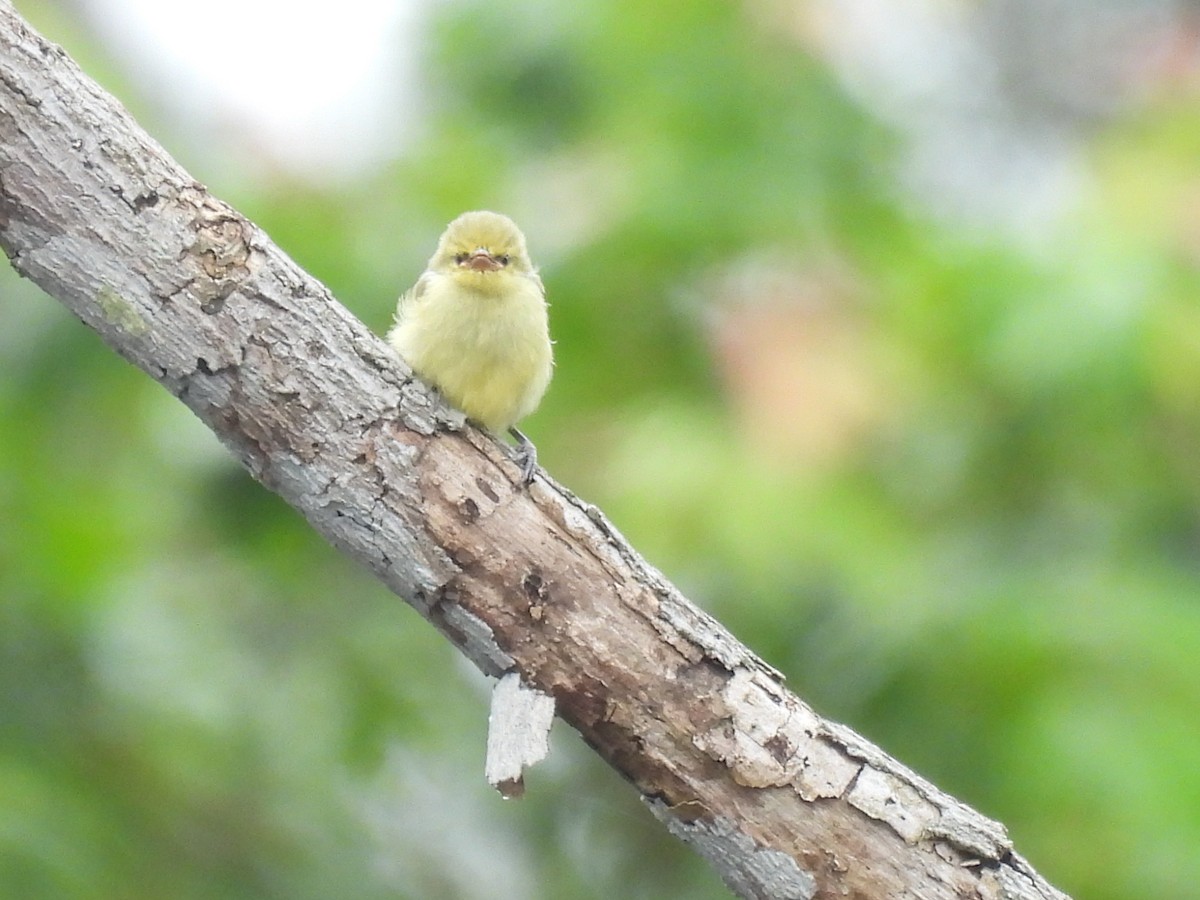 Suimanga Colivioleta - ML485669091