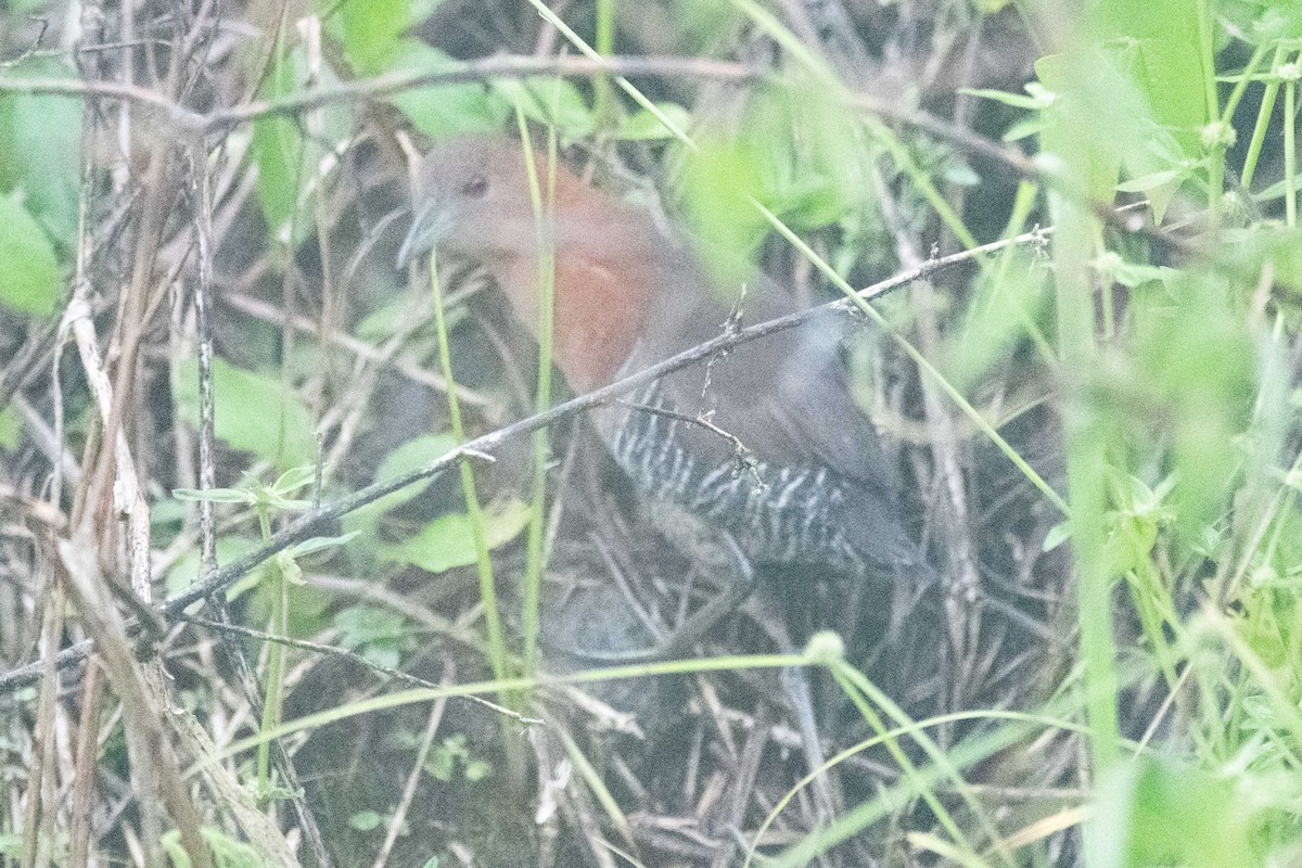 White-throated Crake - ML485669501