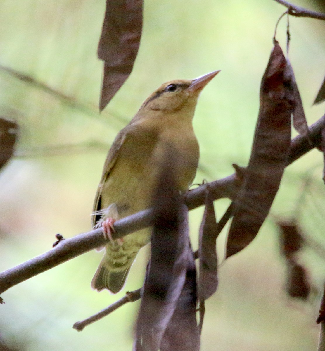 Worm-eating Warbler - ML485670081