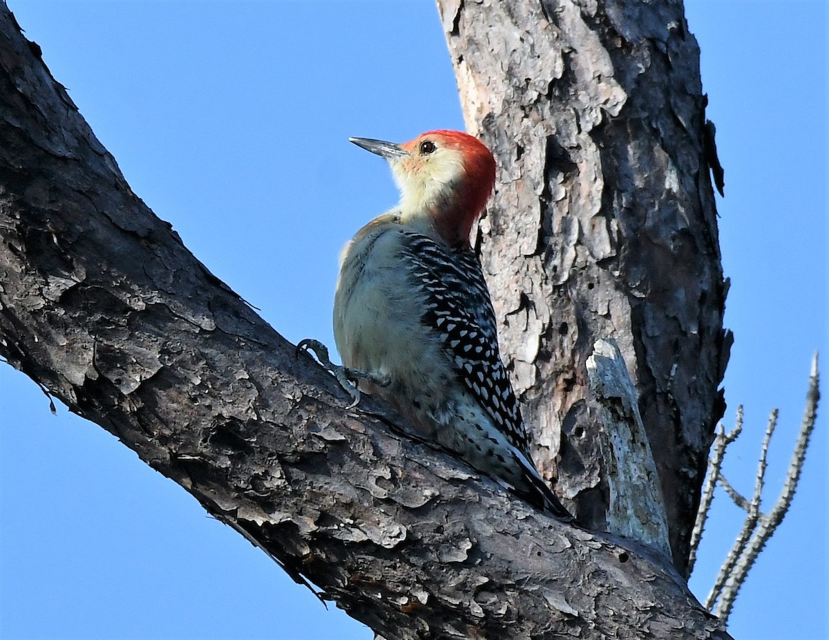 Red-bellied Woodpecker - ML485670691