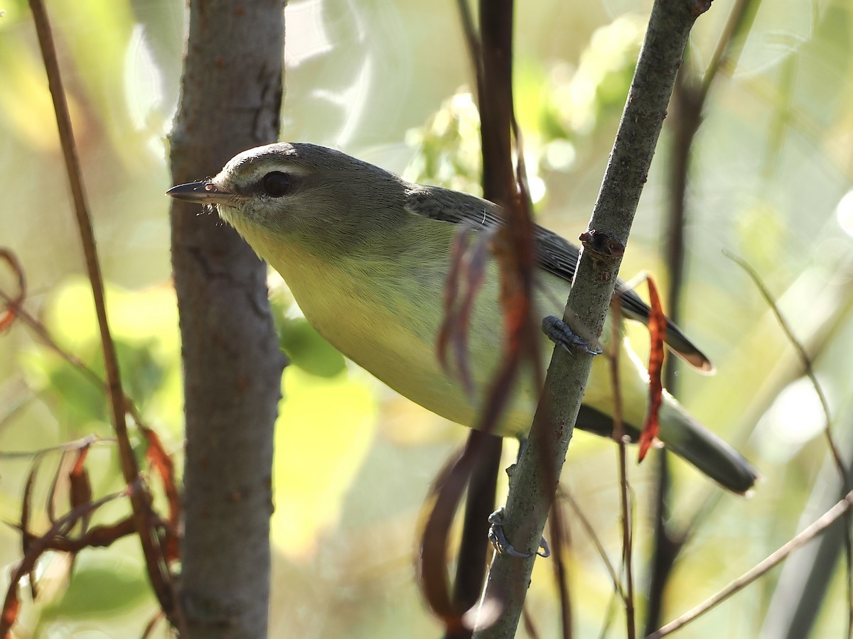 Philadelphia Vireo - ML485671061