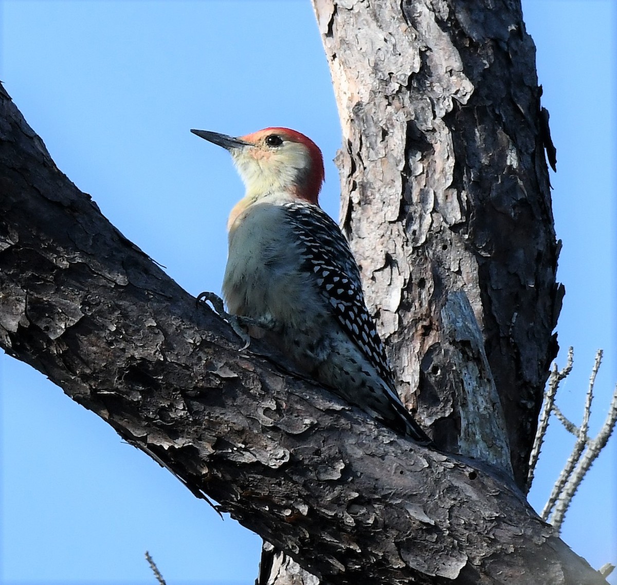 Red-bellied Woodpecker - ML485671231