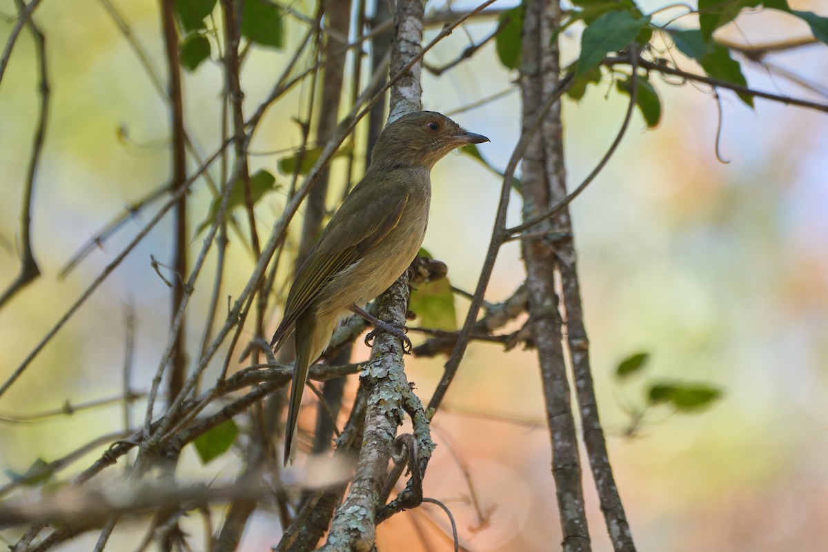 Pale-bellied Tyrant-Manakin - ML485671751