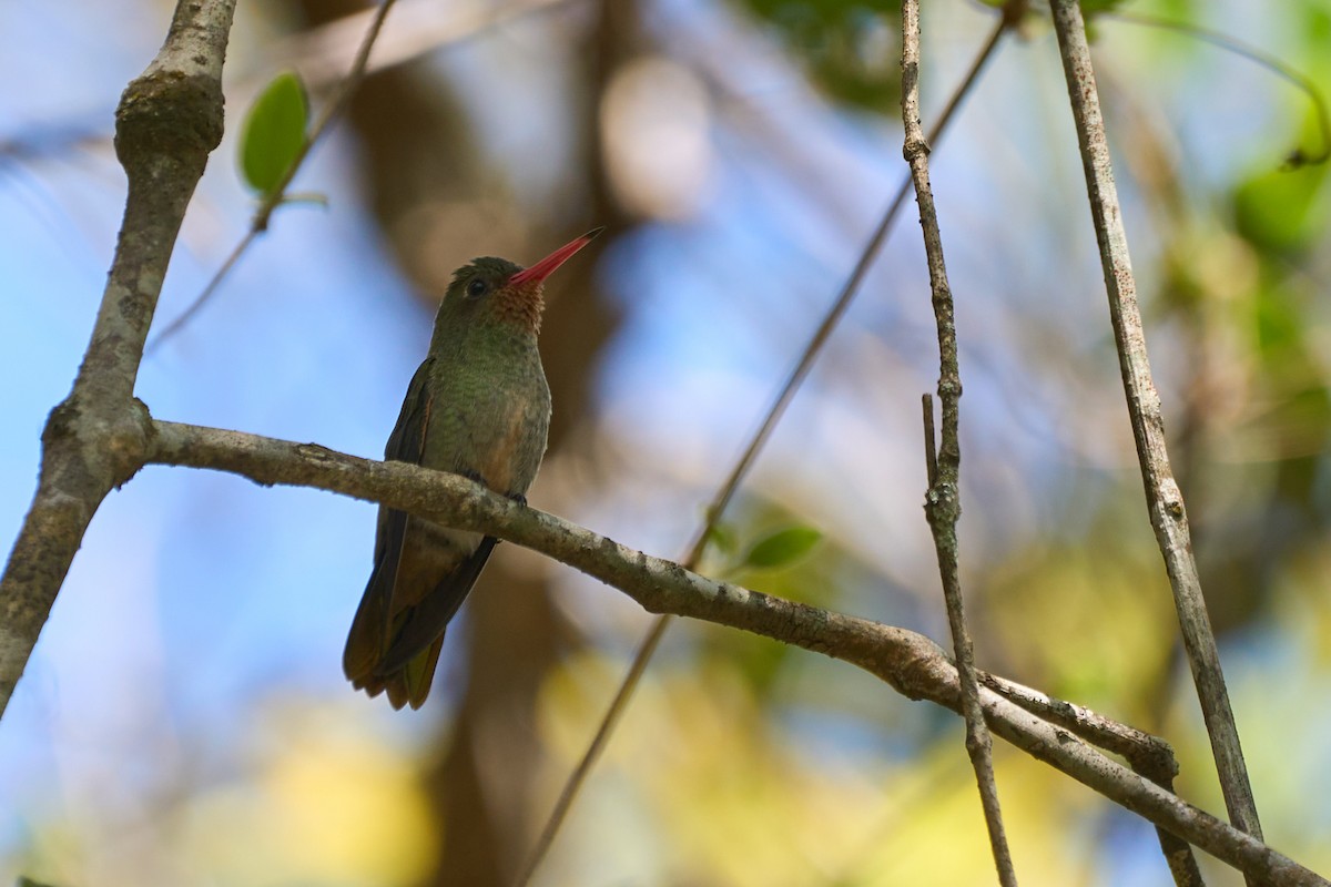 Gilded Hummingbird - ML485671821