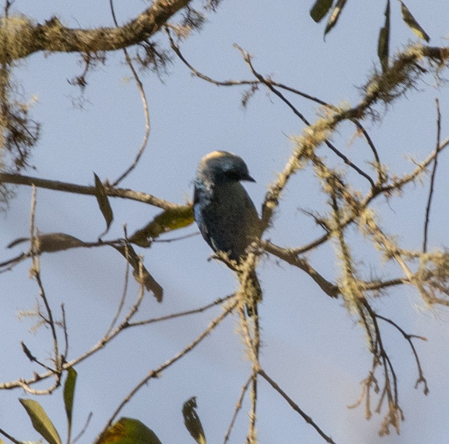 Blue-and-black Tanager - ML485671901