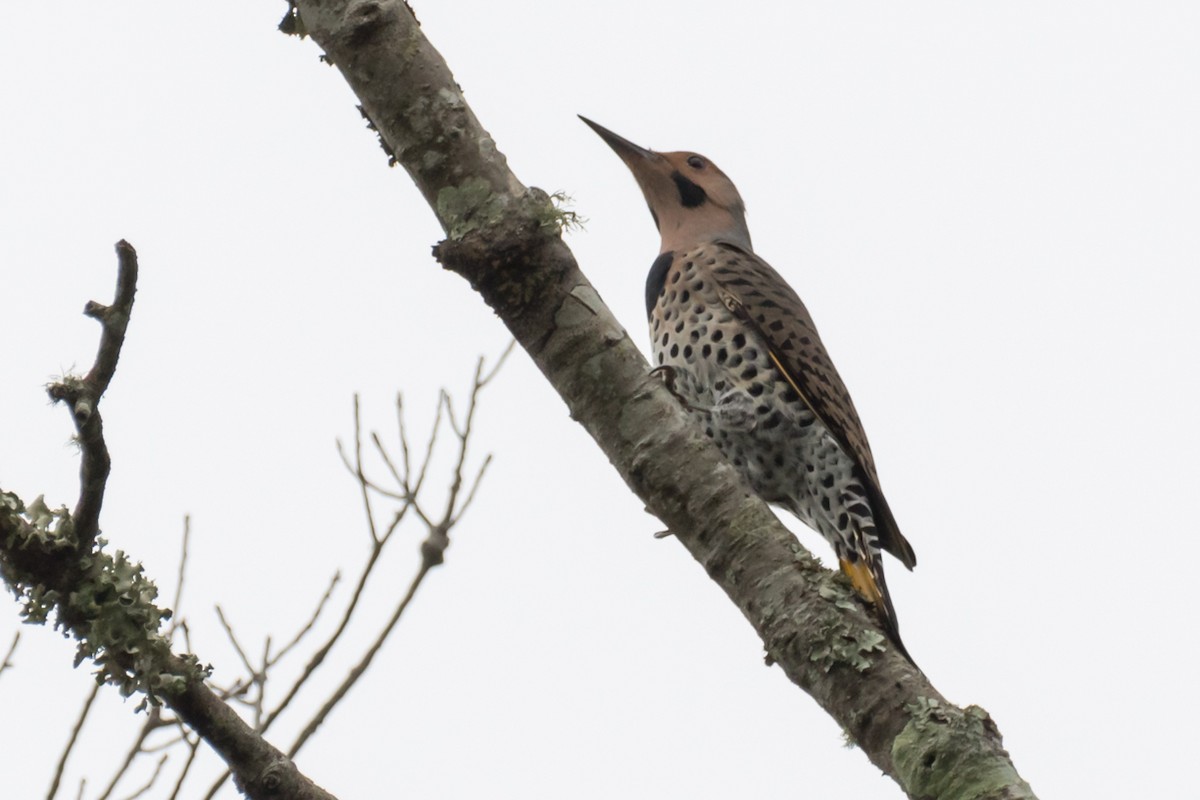 Northern Flicker (Yellow-shafted) - ML485673281
