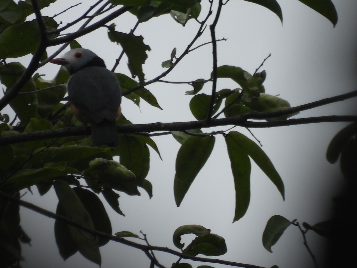 Rufous-bellied Helmetshrike - Nick Ramsey