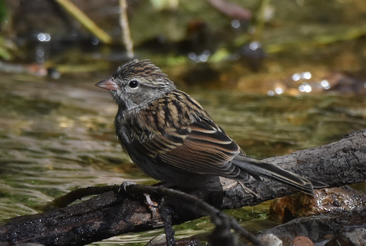 Chipping Sparrow - Michael Schall