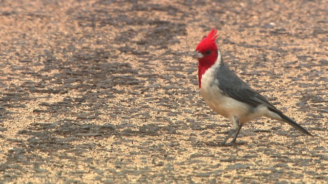 Red-crested Cardinal - ML485674