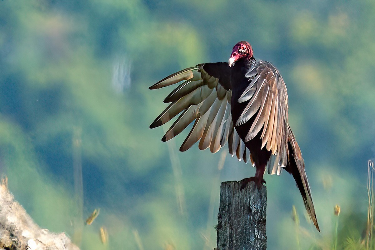 Turkey Vulture - ML485674101