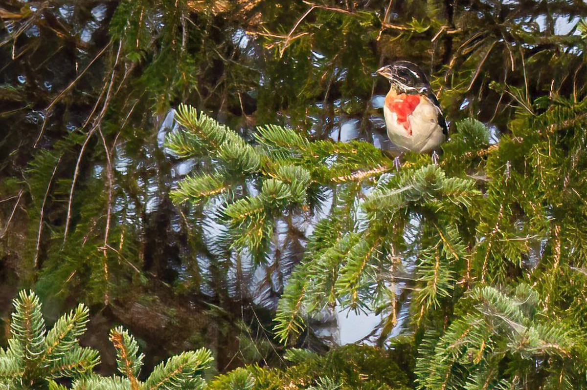 Rose-breasted Grosbeak - ML485675161