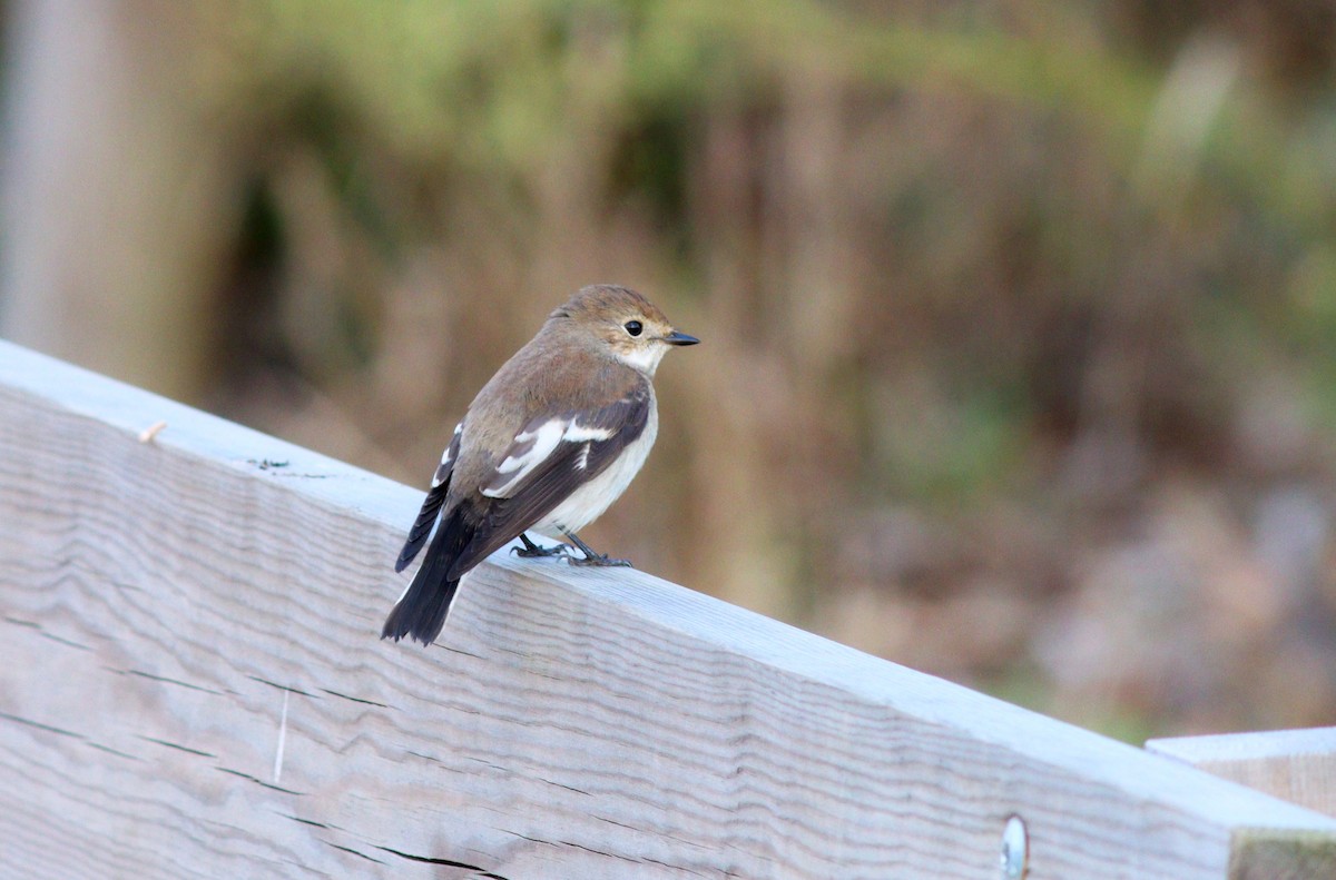 European Pied Flycatcher - Paulo Leite