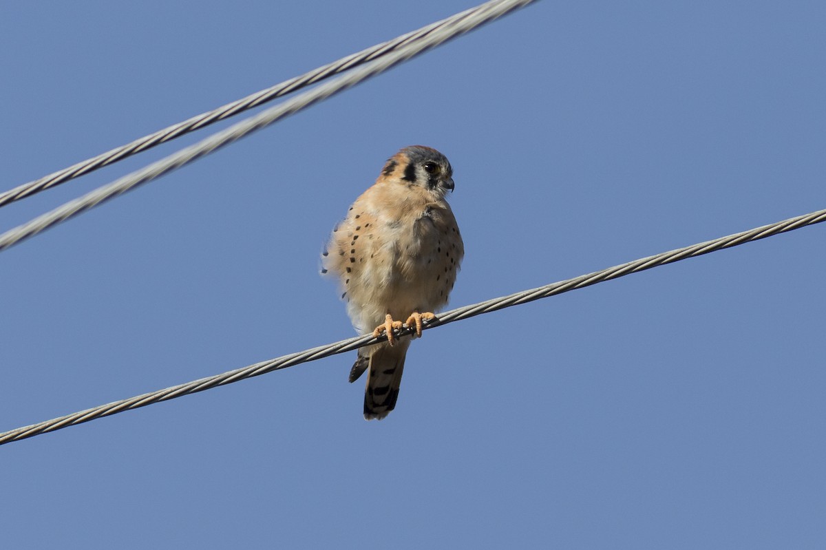 American Kestrel - ML485675461