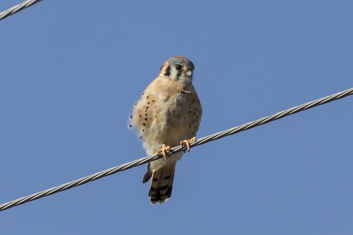 American Kestrel - ML485675481