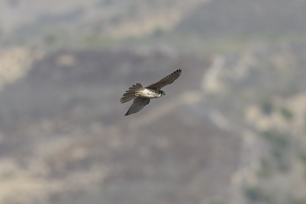 American Kestrel - ML485676011