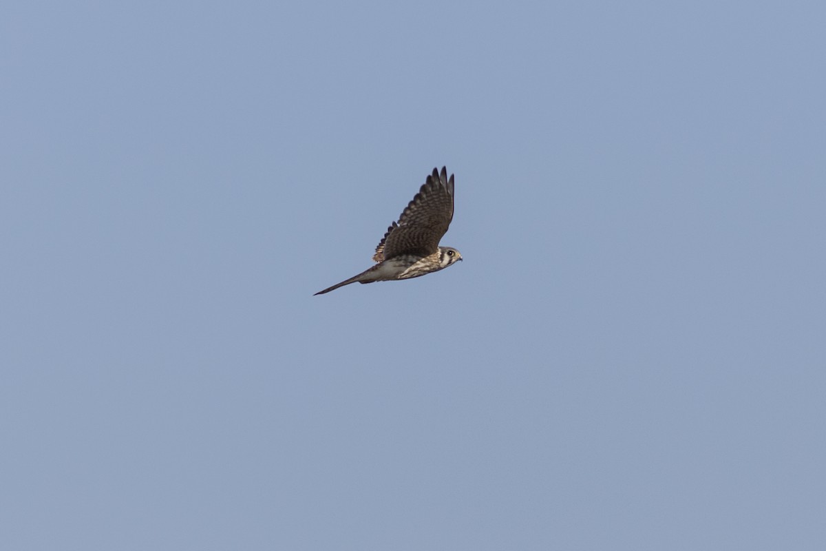 American Kestrel - ML485676021