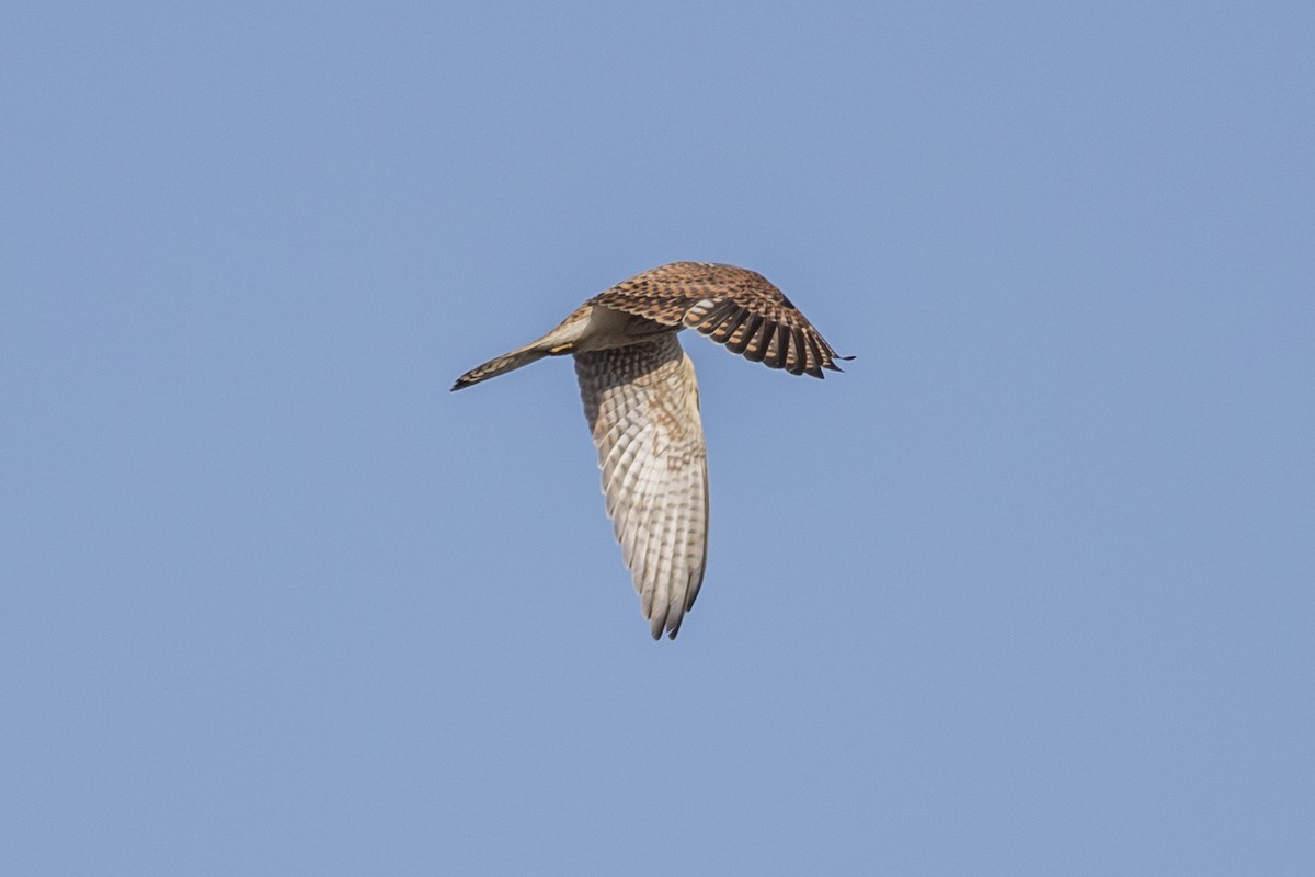 American Kestrel - ML485676131