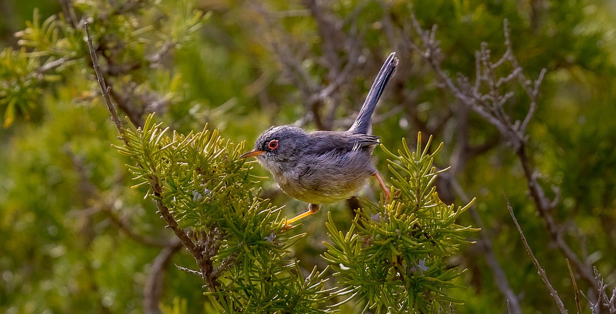 Balearic Warbler - ML485676731