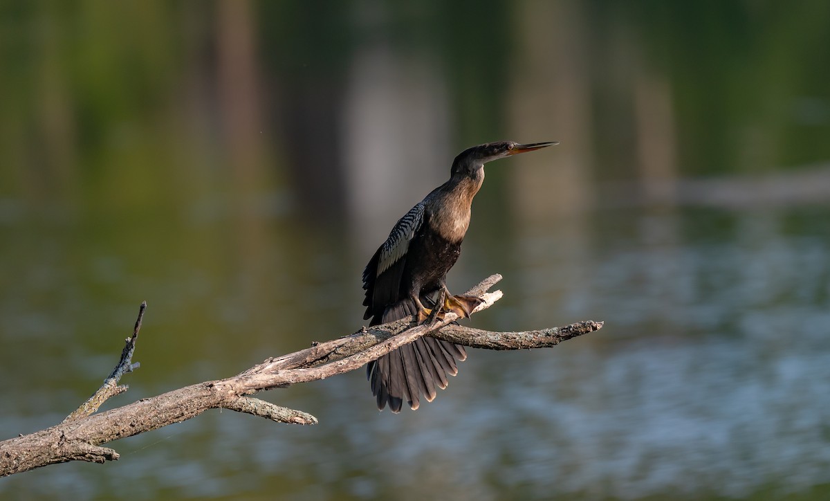 Anhinga - Bonnie Ott