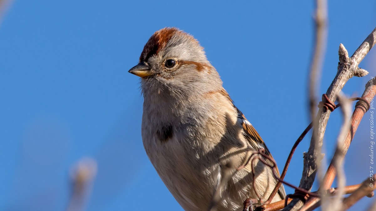 American Tree Sparrow - Charlie Shields